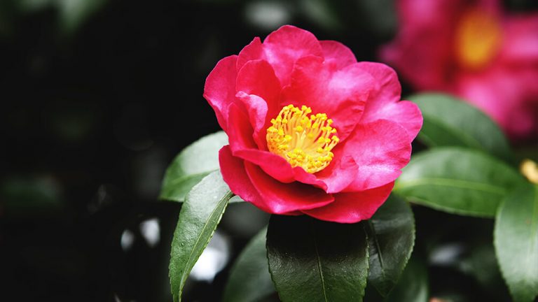 6 Camellias You Need To See To Believe – Plants for All Seasons | Since ...