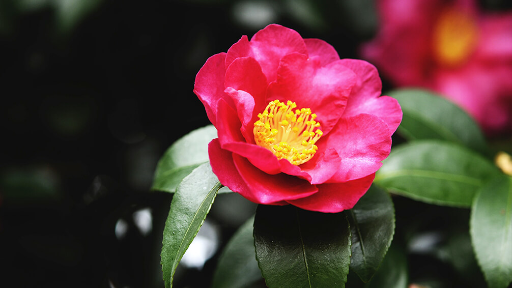 PFAS-camellias-in-houston-camellia-yuletide