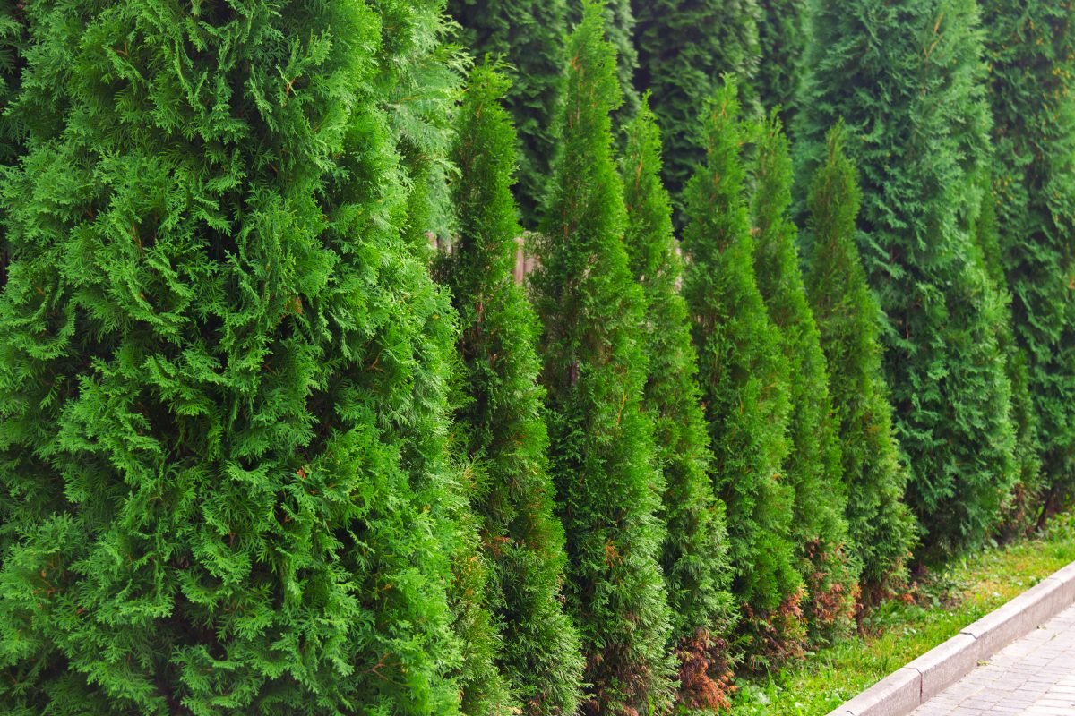 The Best Trees And Shrubs For Privacy Screening – Plants For All 