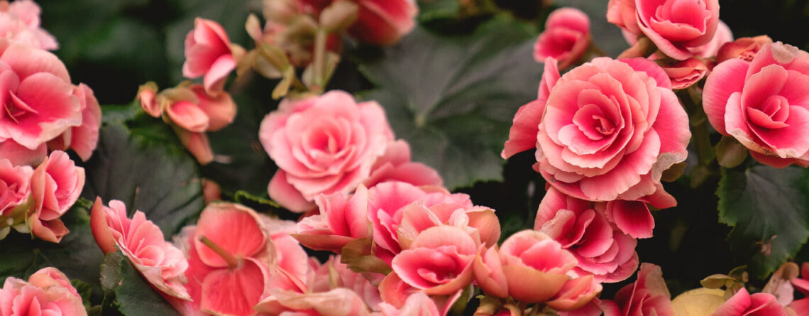 PFAS-annuals-perennials-2021-begonia