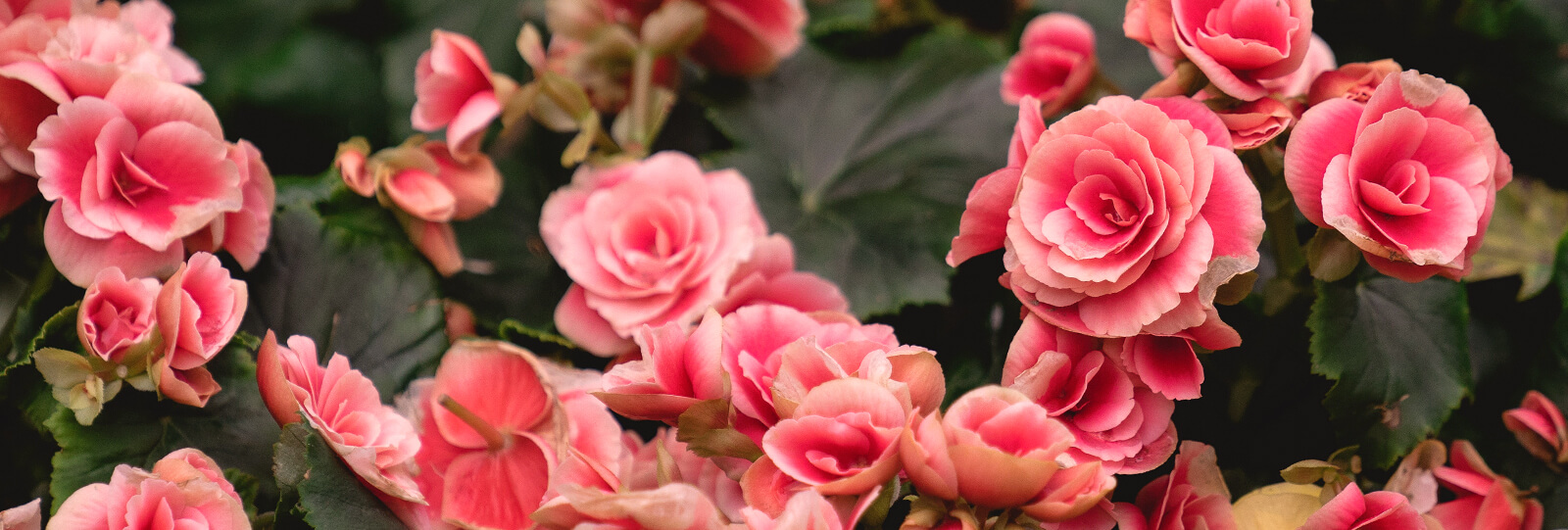 PFAS-annuals-perennials-2021-begonia