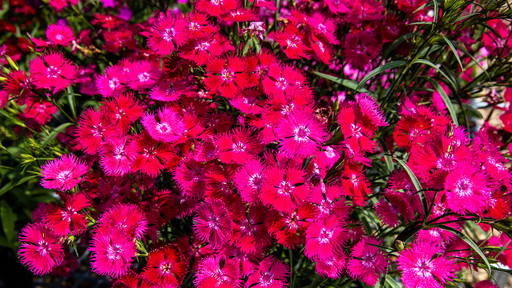 PFAS-annuals-perennials-2021-dianthus-red