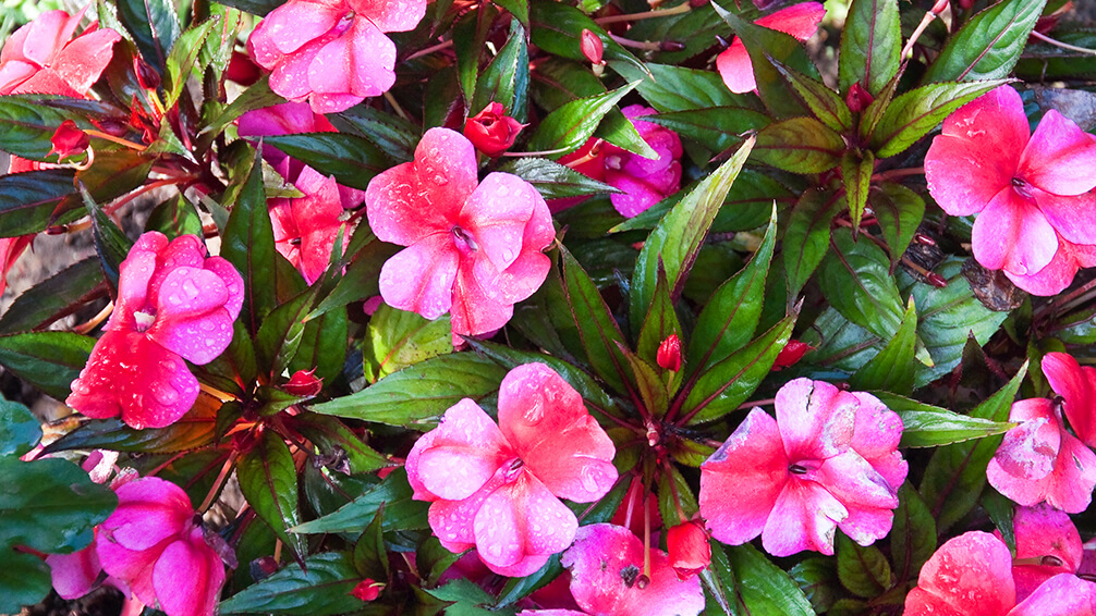 PFAS-annuals-perennials-2021-new-guinea-impatiens