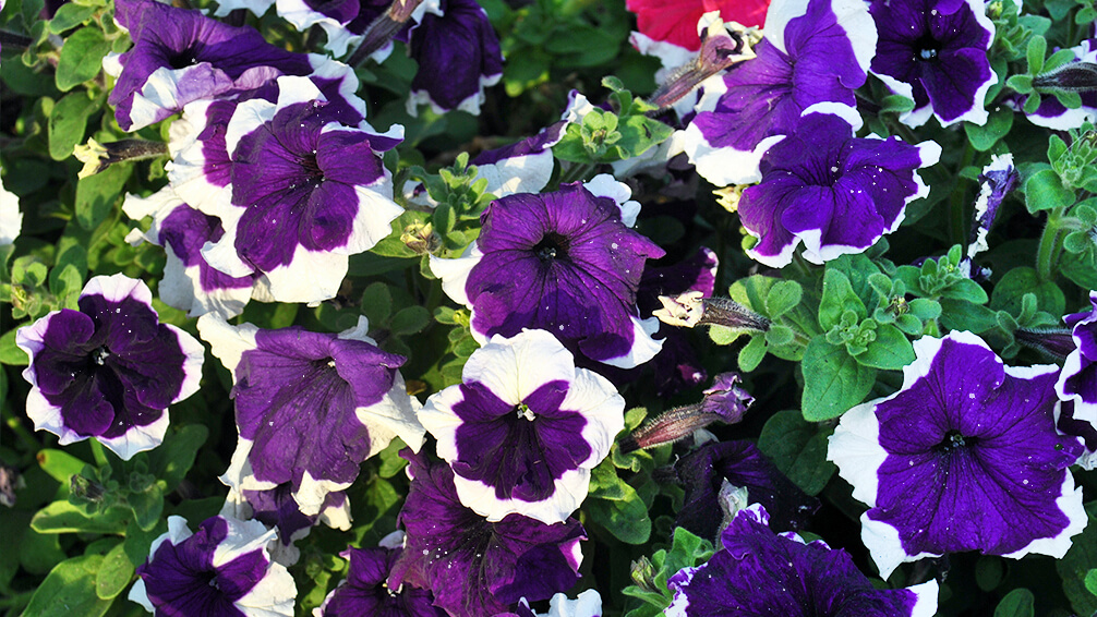 PFAS-annuals-perennials-2021-petunia-main-stage-glacier-sky