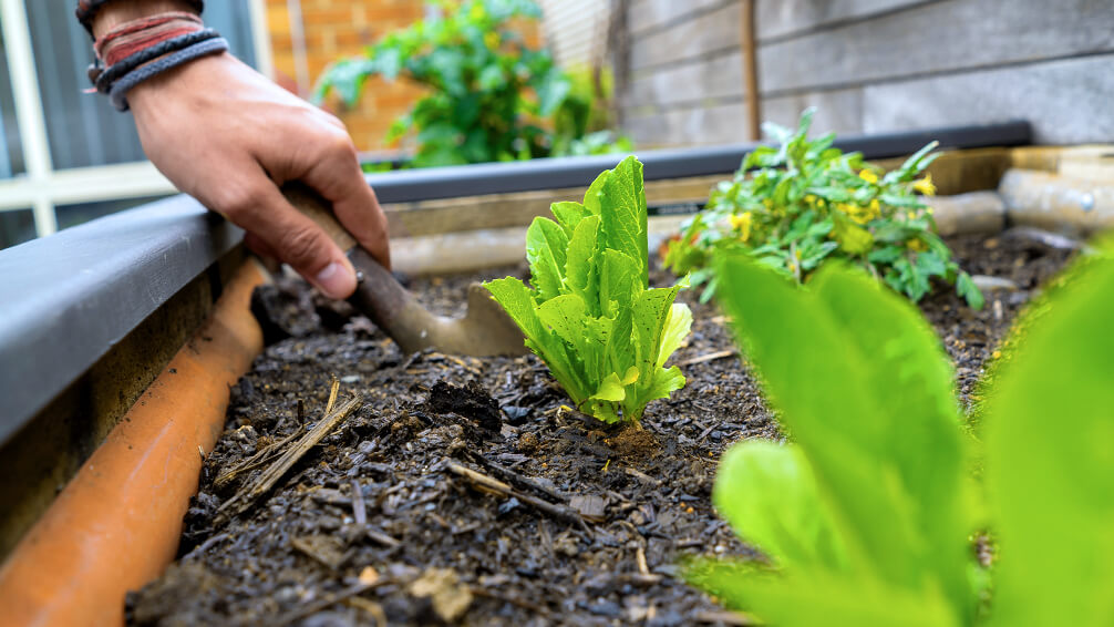 PFAS-january-gardening-lettuce-planting-in-bed