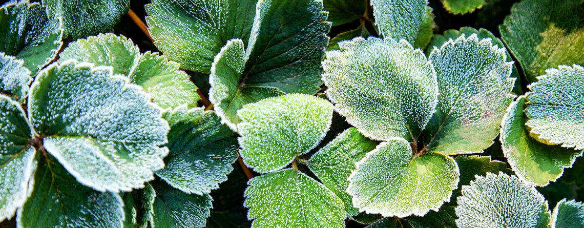 PFAS-january-gardening-laying-mulch