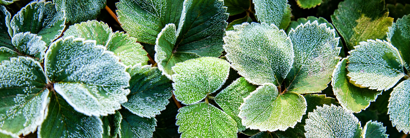 PFAS-january-gardening-laying-mulch