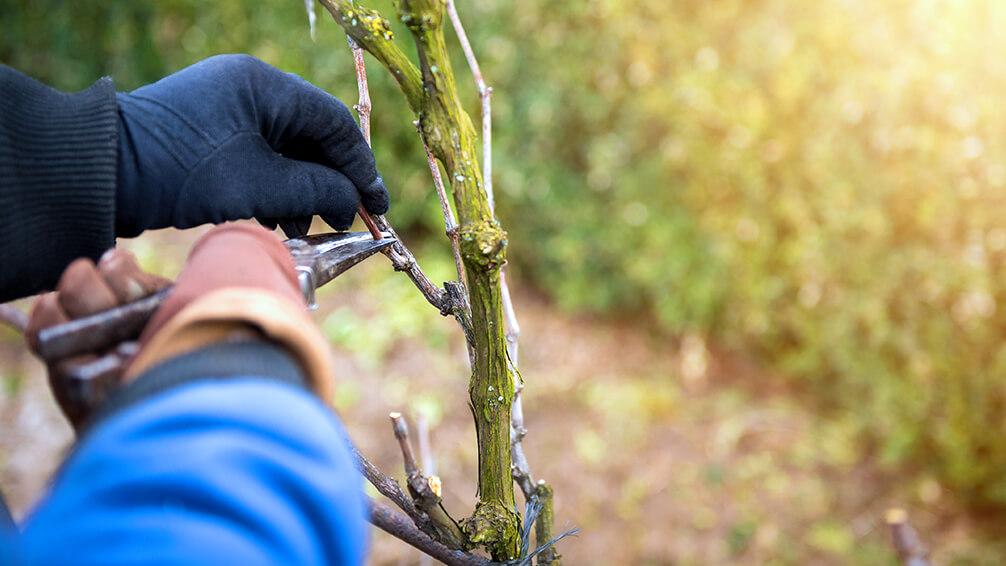 PFAS-february-pruning-gloves-grapevine