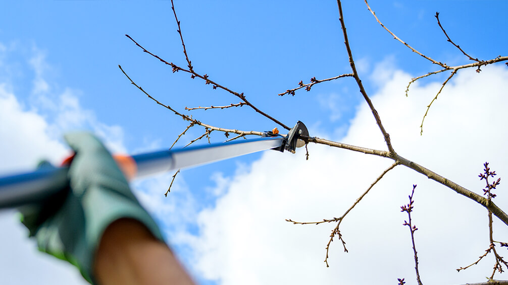 PFAS-february-pruning-pole-pruners-fruit-tree