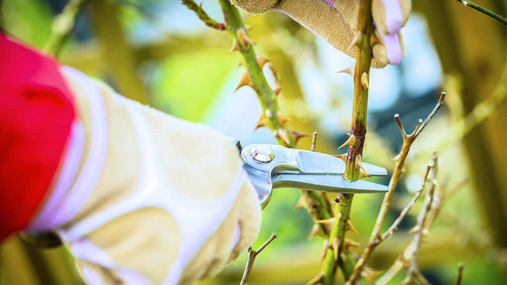 PFAS-february-pruning-rose-branches-thorns-gloves