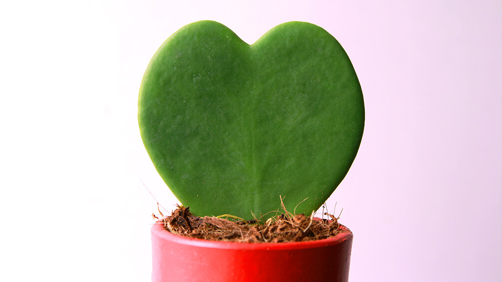 plants for all season alternatives to flowers valentines heart shaped hoya