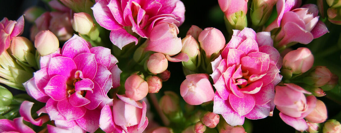 plants for all season alternatives to flowers valentines pink kalanchoe close up