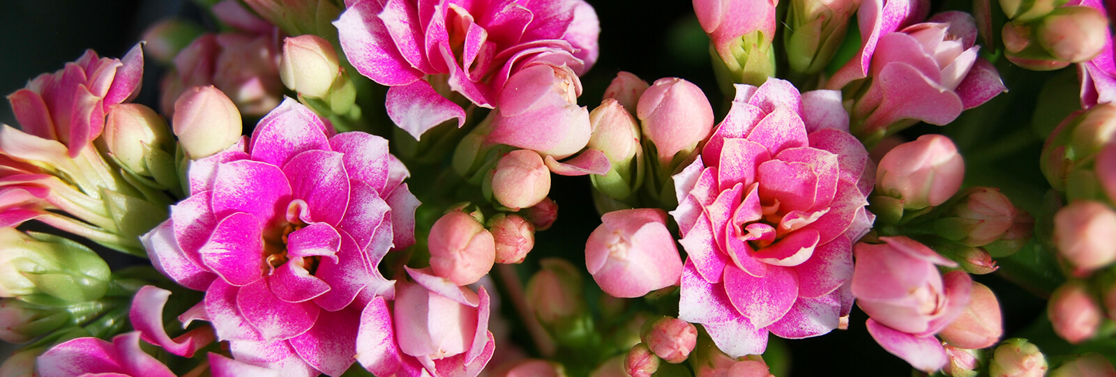plants for all season alternatives to flowers valentines pink kalanchoe close up