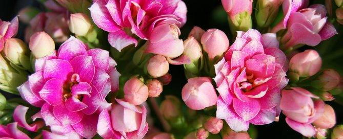 plants for all season alternatives to flowers valentines pink kalanchoe close up