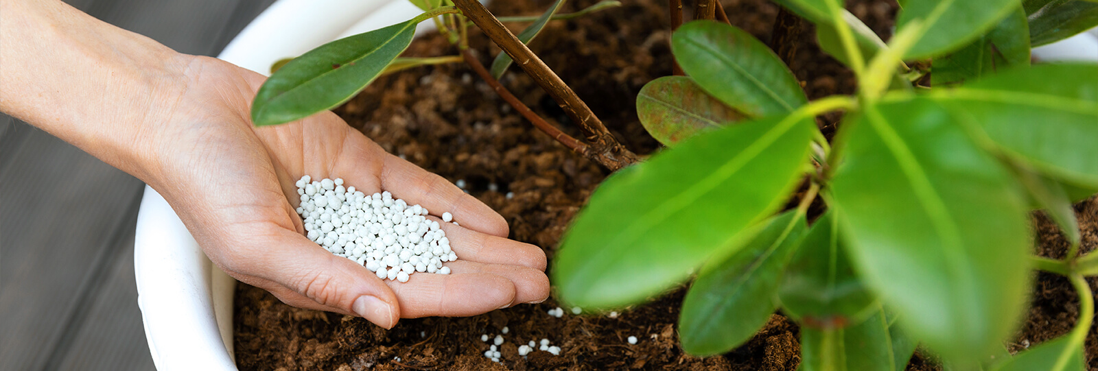 plants for all seasons fertilizing trees shrubs granulated fertilizer potted shrub
