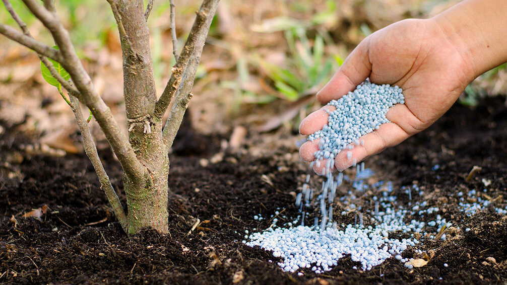 Image of Liquid fertilizer for trees