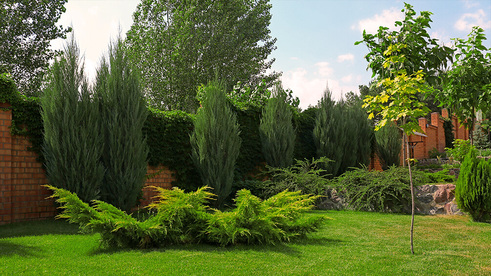 Trees, Shrubs & Evergreens, Fertilizer