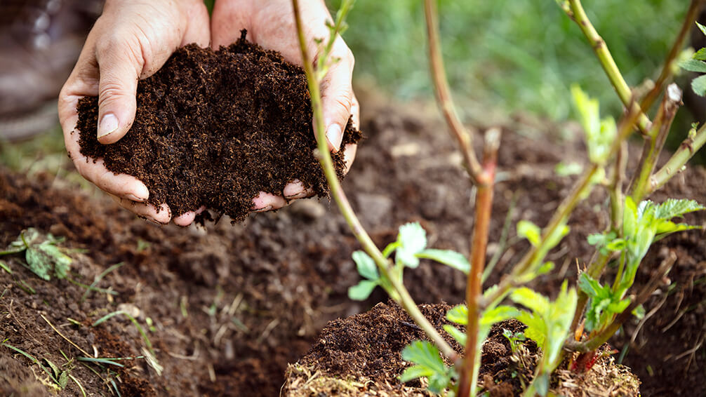 Tree and outlet shrub fertilizer