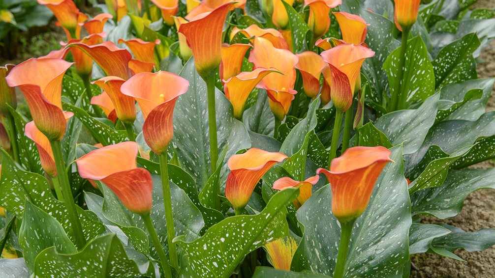 plants for all seasons summer bulbs houston calla lilies orange
