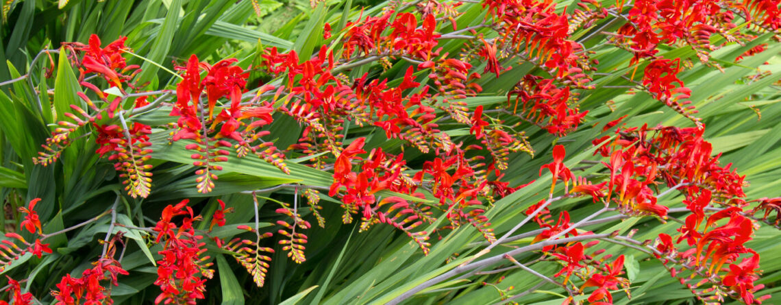 plants for all seasons summer bulbs houston red crocosmia