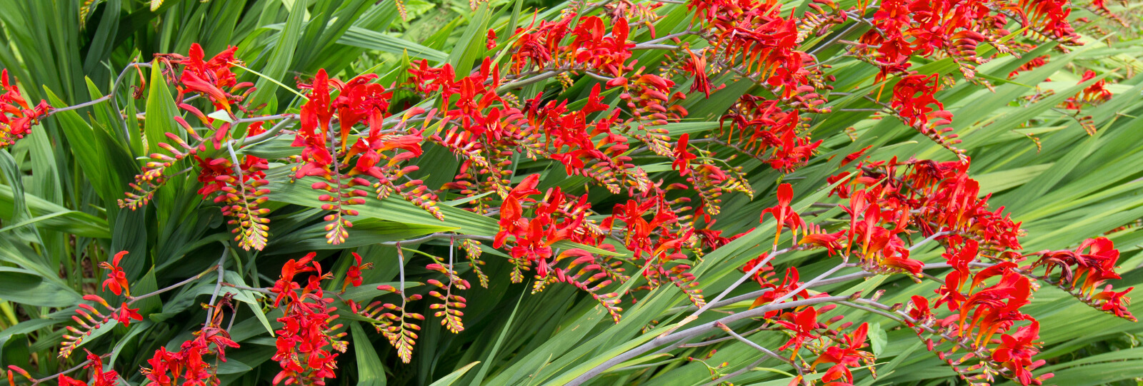 plants for all seasons summer bulbs houston red crocosmia