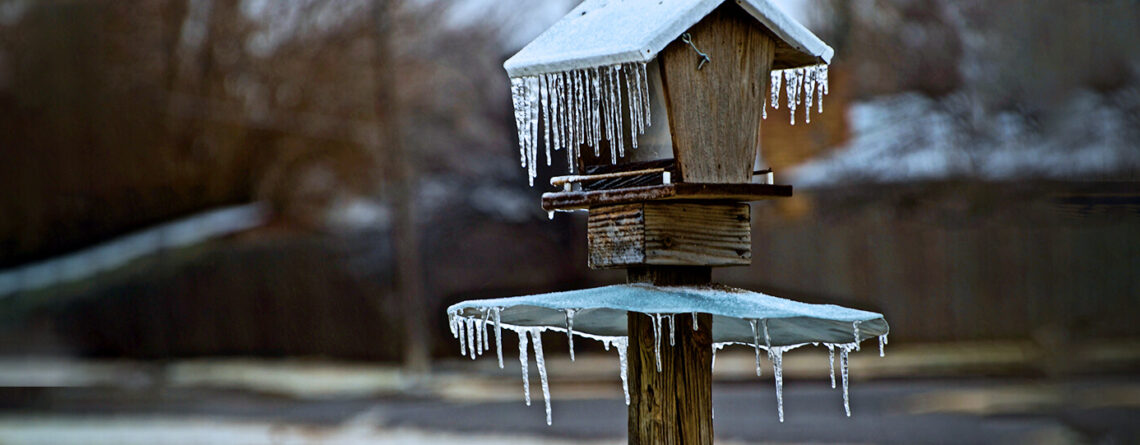 plants for all seasons bird wildlife care 2021 storm bird feeder icicles