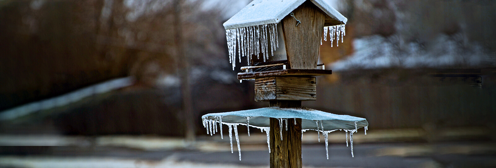 plants for all seasons bird wildlife care 2021 storm bird feeder icicles