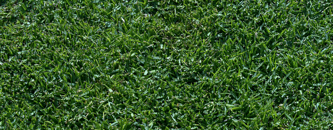 plants for all season late spring lawn care grass texture