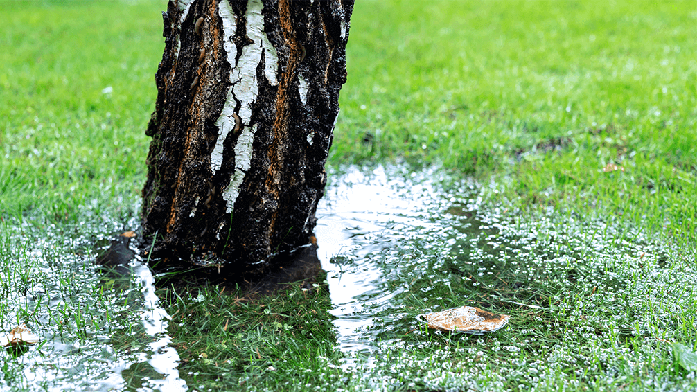 plants for all season late spring lawn care lawn after heavy rain