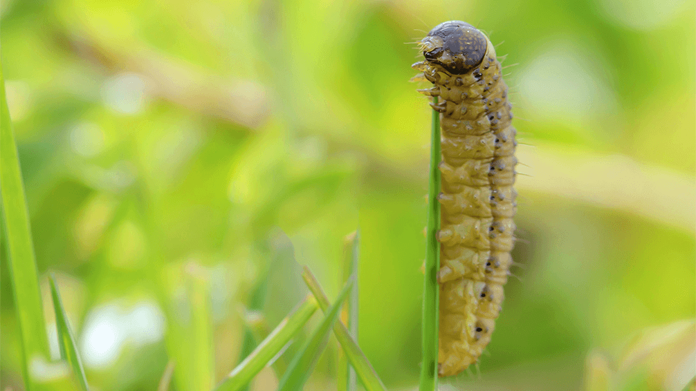 plants for all season late spring lawn care sod webworm lawn moth