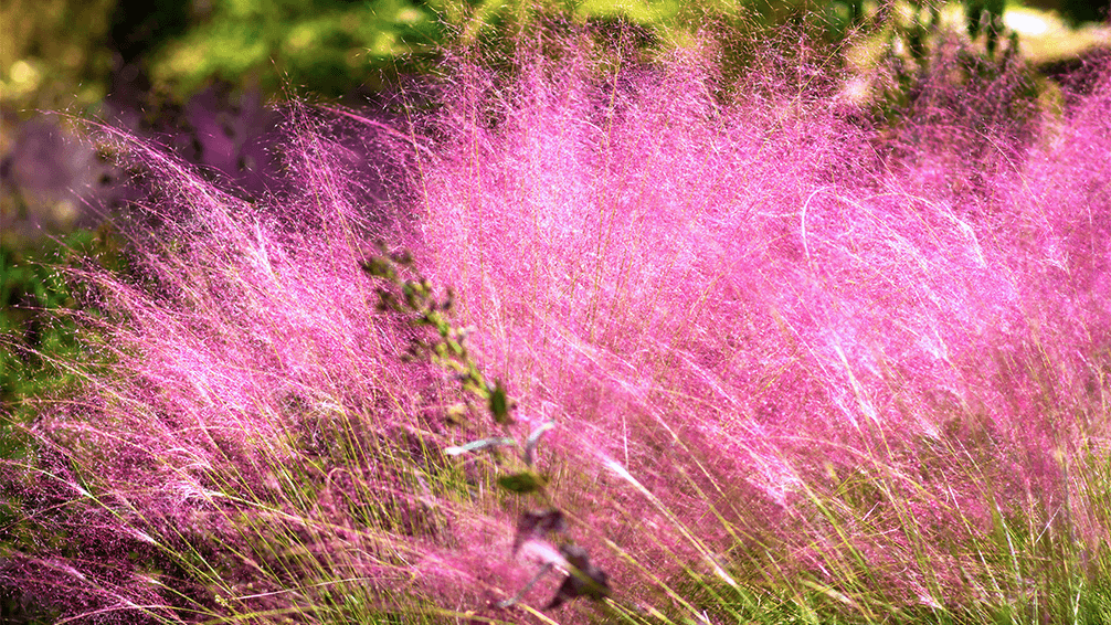 plants for all seasons drought tolerant native plants gulf muhly grass